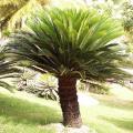 Cycas revoluta, fougère palmier
