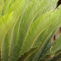 Cycas revoluta, fougère palmier