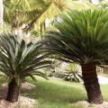 Cycas revoluta, fougère palmier