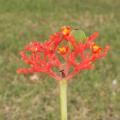 Jatropha - Arbre bouteille