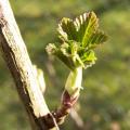 Groseillier - Ribes rubrum