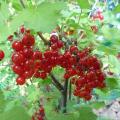 Groseillier - Ribes rubrum