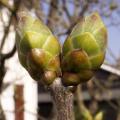 Lilas - Syringa vulgaris