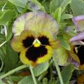 Pens�e - Viola - Violette