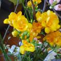 Freesia