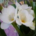 Freesia