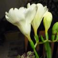Freesia