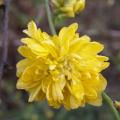 Corête du Japon - Kerria japonica