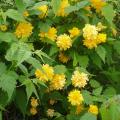 Corête du Japon - Kerria japonica