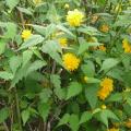 Corête du Japon - Kerria japonica