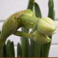 Narcisse 'Bridal Crown'