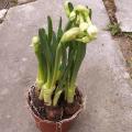 Narcisse 'Bridal Crown'