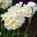 Narcisse 'Bridal Crown'