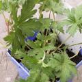 G�ranium 'Johnson's Blue'