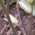 Tulipe du Turkestan - Tulipa turkestanica