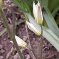 Tulipe du Turkestan - Tulipa turkestanica