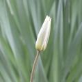 Tulipe du Turkestan - Tulipa turkestanica