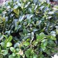 Buis - Buxus sempervirens