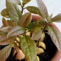 Avocatier - Persea gratissima