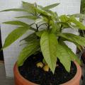 Avocatier - Persea gratissima