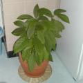 Avocatier - Persea gratissima