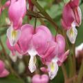 Coeur-de-Marie - Dicentra spectabilis
