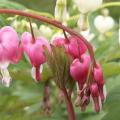 Coeur-de-Marie - Dicentra spectabilis