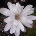 Magnolia stellata 'Waterlily' Magnolia stellata 'Waterlily'