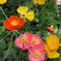 Pavots d'Islande - Papaver nudicaule
