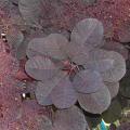 Cotinus coggygria - Arbre � perruques