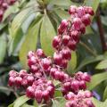 Pieris japonica 'Valley Valentine' - Andromède Pieris japonica 'Valley Valentine' - Andromède