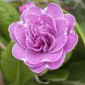 Primula vulgaris 'Marie Crousse' - Primev�re 'Marie Crousse'