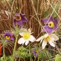 An�mone pulsatille - Pulsatilla vulgaris