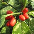 Aucuba japonica - Aucuba du Japon