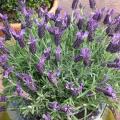 Lavande papillon - Lavandula stoechas