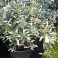 Convolvulus cneorum - Liseron
