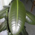 Caoutchouc - Ficus elastica 