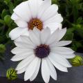 Osteospermum - Marguerite du Cap - Dimorphoth�ca