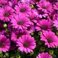 Osteospermum - Marguerite du Cap - Dimorphoth�ca