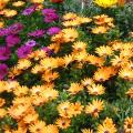 Osteospermum - Marguerite du Cap - Dimorphoth�ca