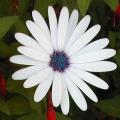 Osteospermum - Marguerite du Cap - Dimorphoth�ca