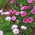 Osteospermum - Marguerite du Cap - Dimorphoth�ca