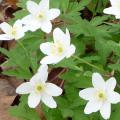 An�mone des bois - An�mone Sylvie