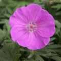 G�ranium sanguineum