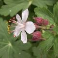 G�ranium macrorrhizum 'Spessart'