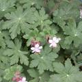 G�ranium macrorrhizum 'Spessart'