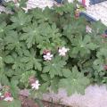 G�ranium macrorrhizum 'Spessart'