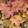 Heuch�re 'Caramel' - Heuchera