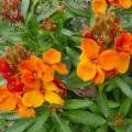 Girofl�e - Cheiranthus - Matthiola - Erysimum