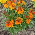 Giroflée - Cheiranthus - Matthiola - Erysimum